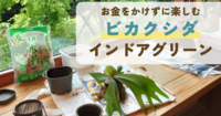 お金をかけずにビカクシダ・インドアグリーンを楽しむ
